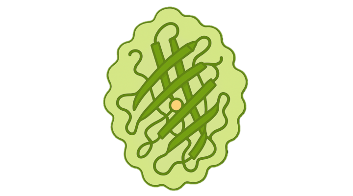 Sf GFP